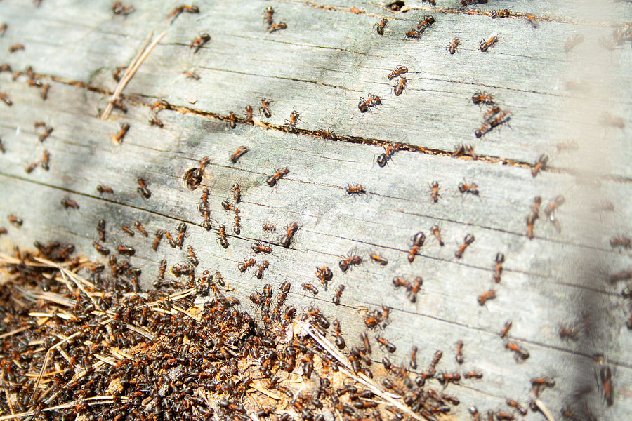 A large swarm of red and black ants crawling across a weathered wooden surface, with a dense cluster near the bottom edge where debris is scattered.