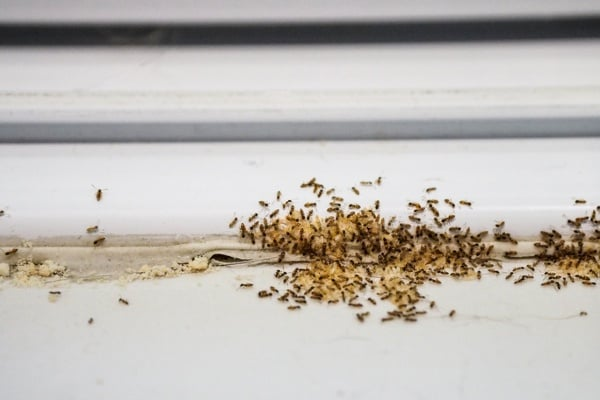 A group of small light-brown ants, likely pharaoh ants, infesting a crack along a white windowsill and baseboard area indoors.