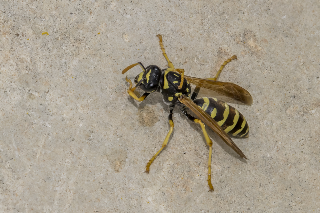 A yellow-and-black paper wasps rests on a rough concrete surface, its slender wings folded along its striped abdomen.
