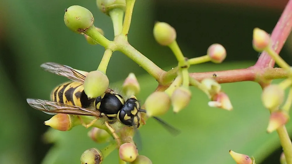 A yellow-banded wasp balances on a cluster of green buds, translucent wings folded along its striped body against a soft, leafy backdrop.