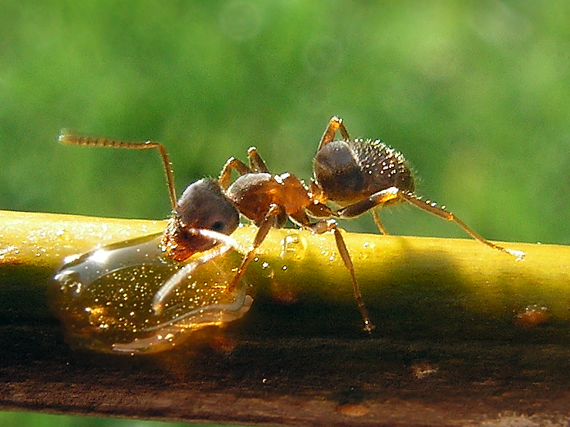Macro photo of a brown ant sipping a sugary droplet on a twig, with a blurred green background.